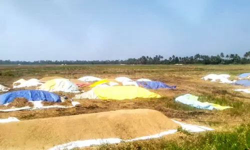 കിഴിവിൽ തർക്കം; നെല്ല്​ സംഭരണം അനിശ്​ചിതത്വത്തിൽ