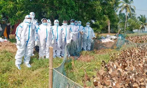 പക്ഷിപ്പനി; കൊന്നൊടുക്കിയത്​ 24,309 പക്ഷികളെ