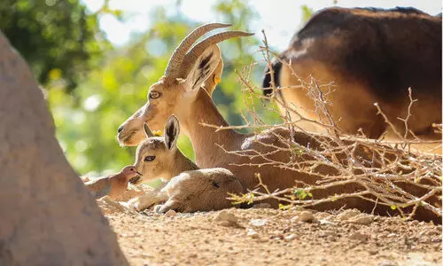 ന​വാ​ഗ​ത​രു​ടെ പു​ൽ​ക്കൂ​ട്​​