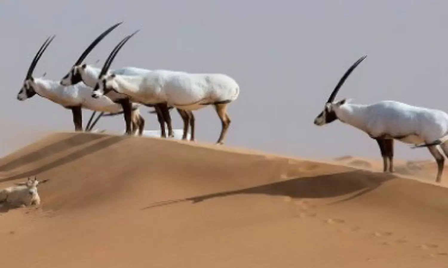 യു.​എ.​ഇ​യി​ൽ 58 സ​സ്ത​നി വ​ർ​ഗ​ങ്ങ​ൾ റെ​ഡ്​ ലി​സ്റ്റി​ൽ