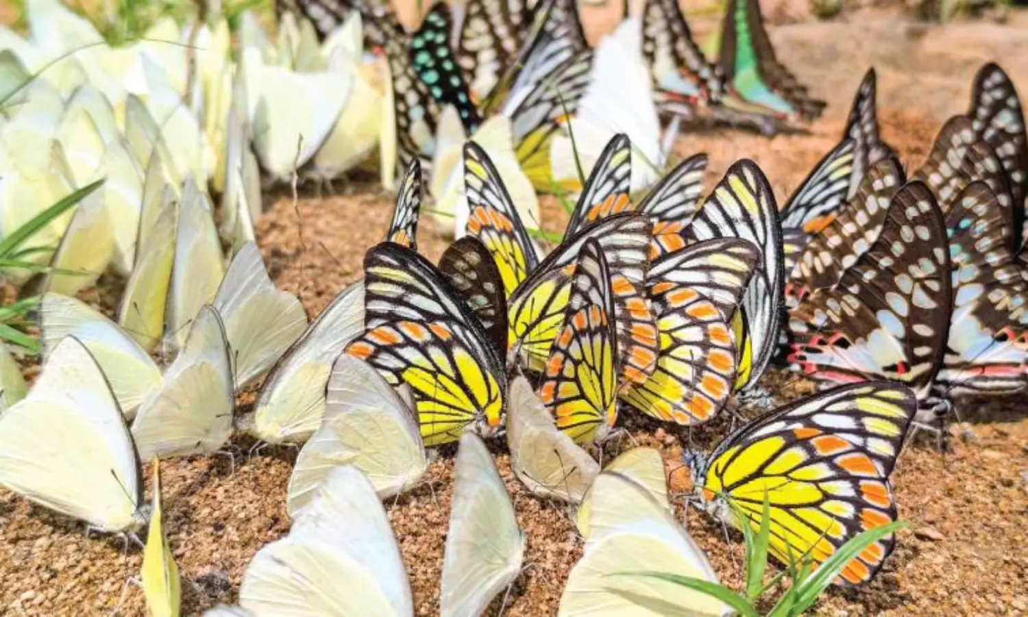 ചീ​ങ്ക​ണ്ണി​പ്പു​ഴ​യോ​ര​ത്ത് വീ​ണ്ടും ശ​ല​ഭ​വ​സ​ന്തം