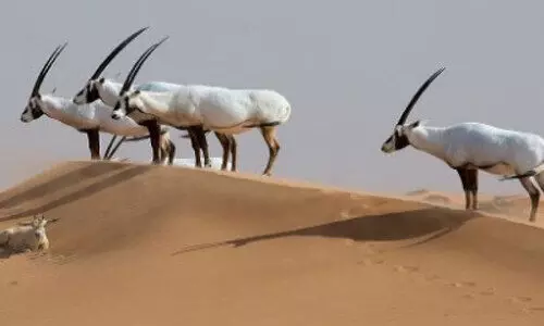 യു.​എ.​ഇ​യി​ൽ 58 സ​സ്ത​നി വ​ർ​ഗ​ങ്ങ​ൾ റെ​ഡ്​ ലി​സ്റ്റി​ൽ