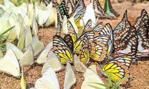 ചീങ്കണ്ണിപ്പുഴയോരത്ത് വീണ്ടും ശലഭവസന്തം ചീങ്കണ്ണിപ്പുഴയോരത്ത് വീണ്ടും ശലഭവസന്തം