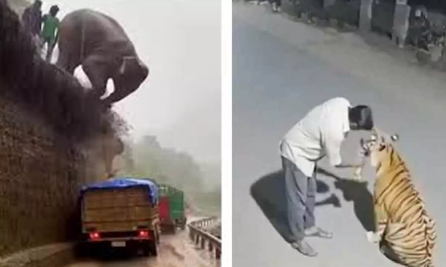 2025, എ.ഐ നിർമിത വ്യാജ വന്യജീവി വിഡിയോകൾ യഥാർത്ഥ ഭീതി ജനിപ്പിച്ച വർഷം