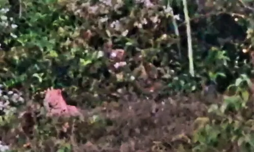 അച്ചൂർ മേഖലയിൽ വീണ്ടും പുലി സാന്നിധ്യം