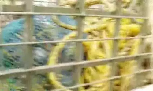 Tiger rescued after falling into well in Pathanamthitta