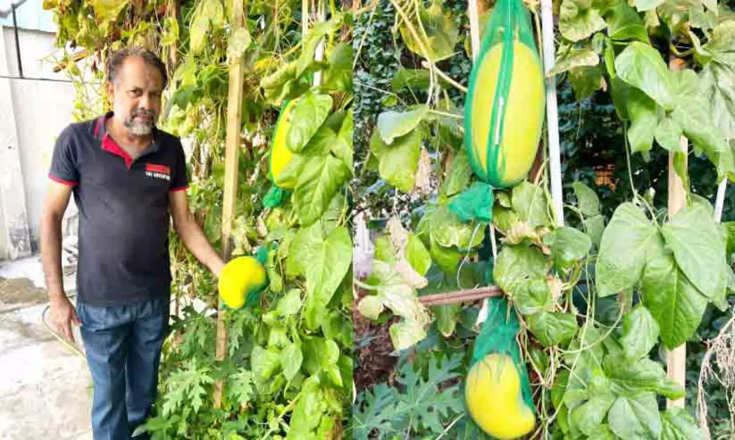 ശൈ​ത്യ​മാ​യാ​ൽ സ​ലാ​ഹു​ദ്ദീ​ൻ കൃ​ഷി​ത്തോ​ട്ട​ത്തി​ൽ തി​ര​ക്കി​ലാ​ണ്