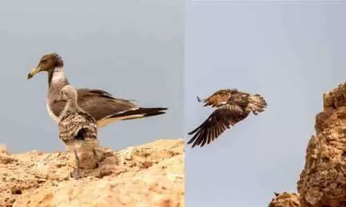 പ്ര​കൃ​തിപാ​ഠ​ങ്ങ​ൾ ഓ​ർ​മ​പ്പെ​ടു​ത്തി ഗ​ൾ​ഫ് വ​ന്യ​ജീ​വി ദി​നം