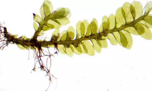 പുതിയ ഇനം അപുഷ്‌പിത സസ്യത്തെ കണ്ടെത്തി