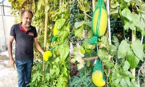 ശൈ​ത്യ​മാ​യാ​ൽ സ​ലാ​ഹു​ദ്ദീ​ൻ കൃ​ഷി​ത്തോ​ട്ട​ത്തി​ൽ തി​ര​ക്കി​ലാ​ണ്