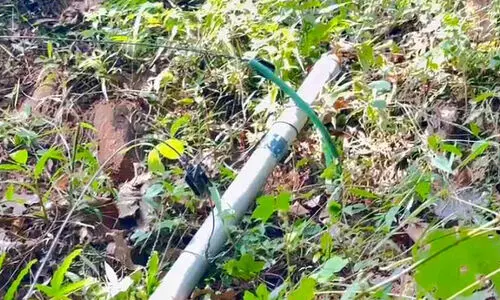 നാ​യാ​ട്ടു​കു​ണ്ടി​ല്‍ വ​ന്യ​ജീ​വി ശ​ല്യം വ​ര്‍ധി​ക്കു​ന്നു