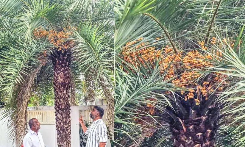 കായ്ച്ചുനില്‍ക്കുന്ന ഈന്തപ്പന കൗതുകമാകുന്നു