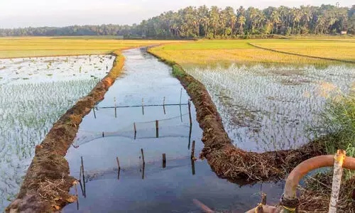 നെൽവിള ഇൻഷുറൻസിന്റെ സമയം കഴിഞ്ഞു; ഇൻഷുർ ചെയ്യാനാകാതെ കർഷകർ