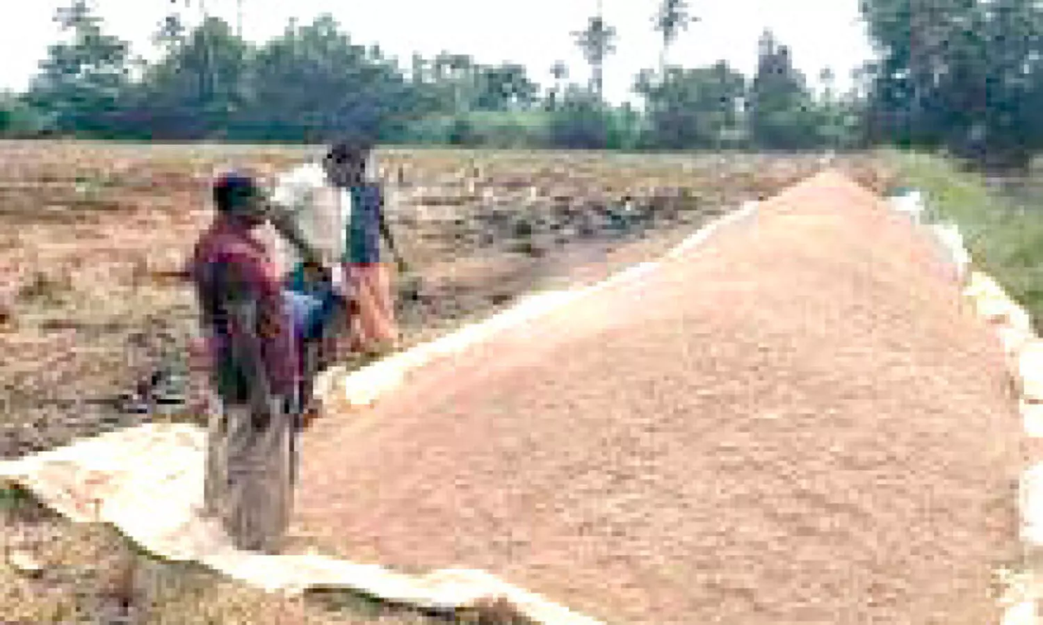 താരയിൽ തർക്കം നെല്ല്​ പാടത്തുതന്നെ