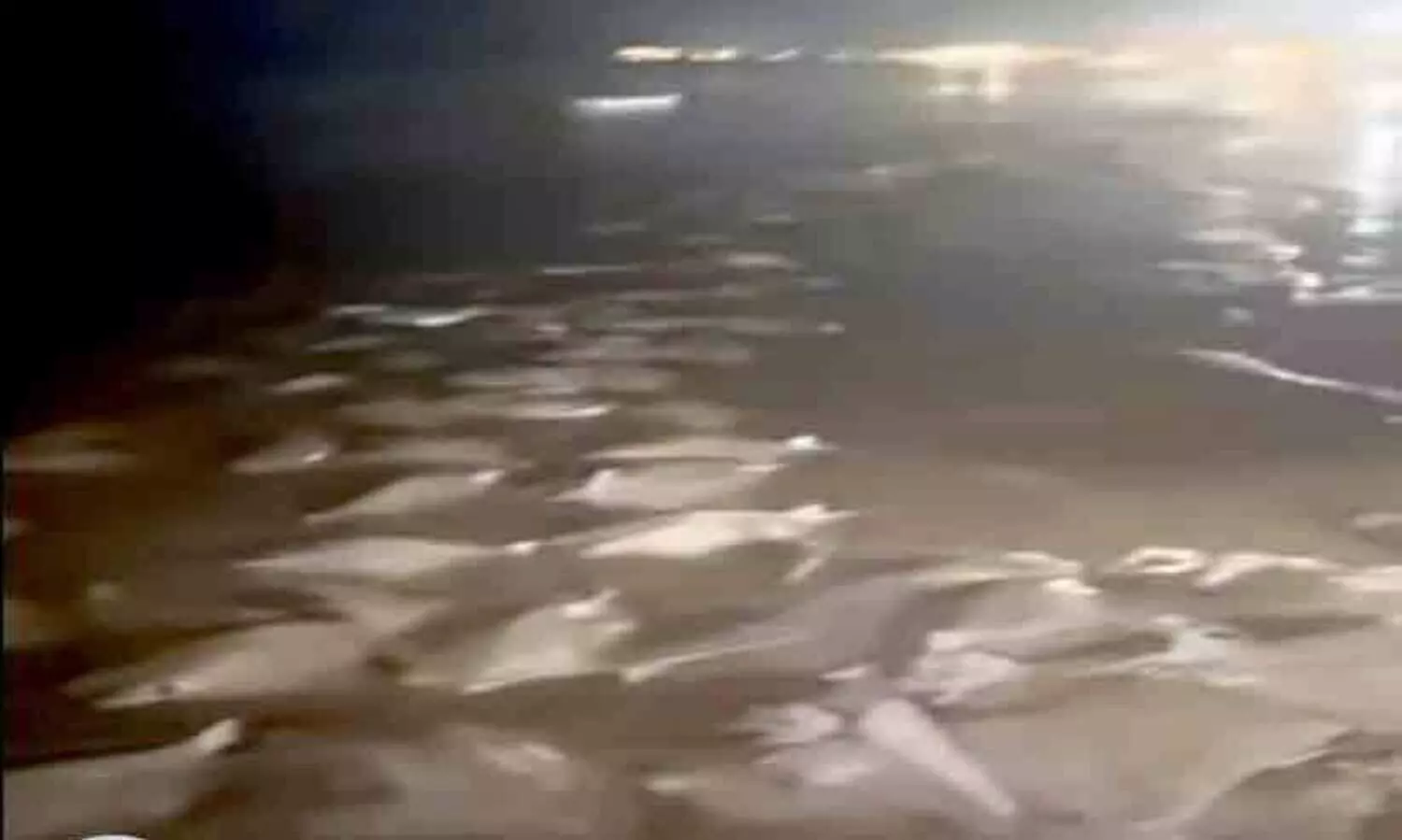 തി​ര​ണ്ടി മ​ൽ​സ്യ​ങ്ങ​ൾ ഖു​റം തീ​ര​ത്ത​ടി​ഞ്ഞ സം​ഭ​വം; വി​ശ​ദീ​ക​ര​ണ​വു​മാ​യി അ​ധി​കൃ​ത​ർ