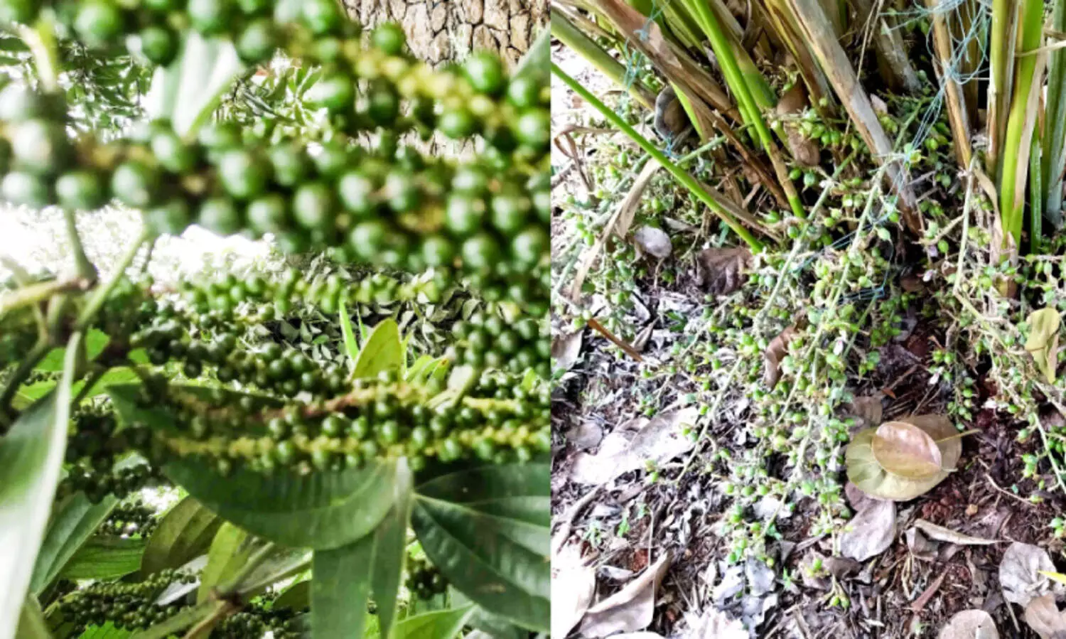 പു​തു​വ​ർ​ഷ​ത്തി​ൽ കുതിപ്പിനായി സുഗന്ധവ്യഞ്ജന വിപണി