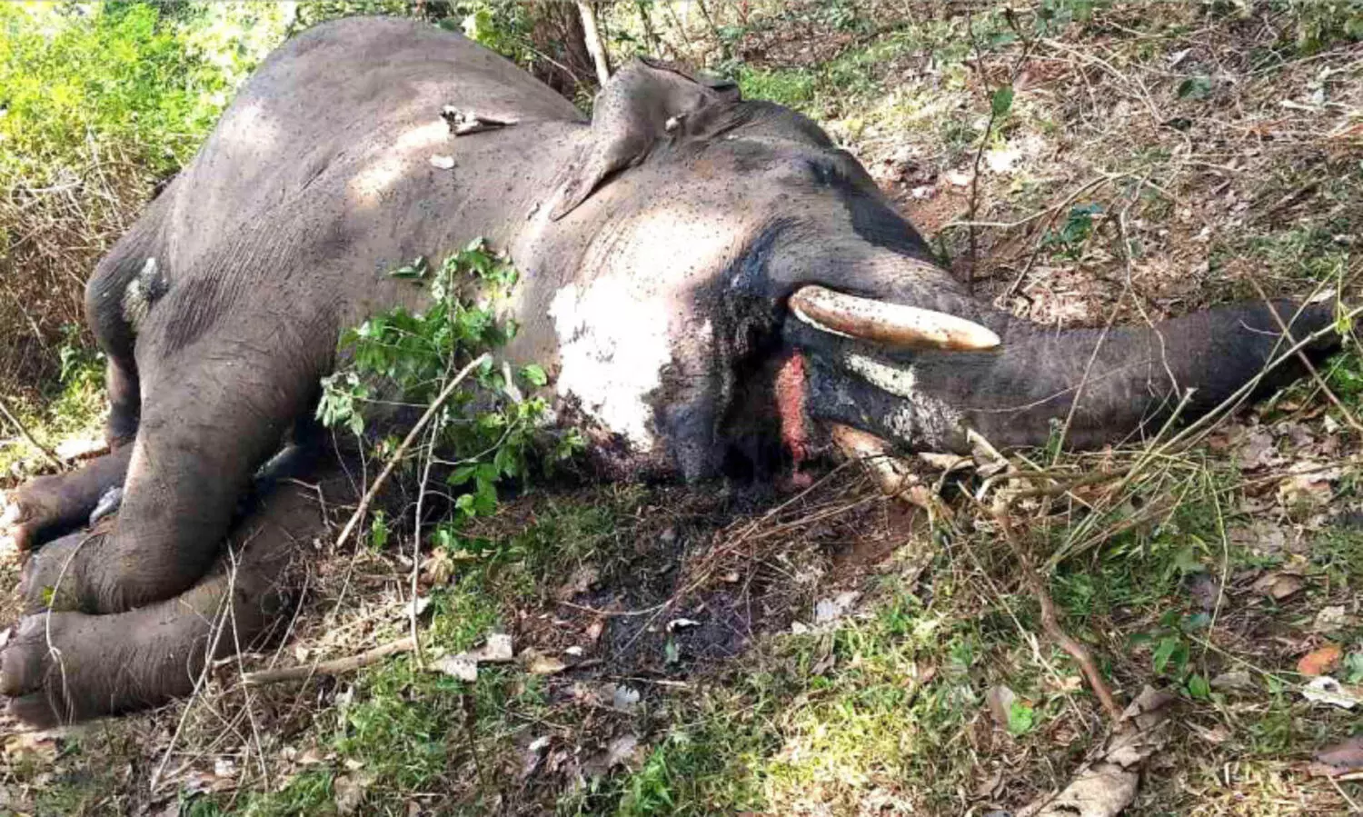 ഫോ​റ​സ്റ്റ് റോ​ഡി​ൽ കൊ​മ്പ​ന്‍റെ ജ​ഡം