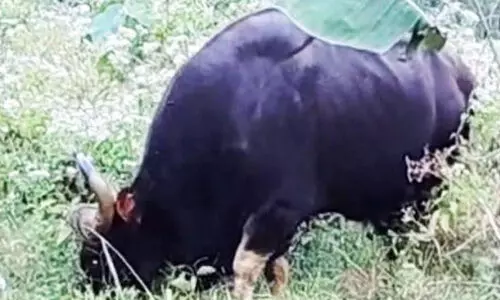 കാട്ടുപോത്തുകളെ ഭയന്ന് കൃഷിയിടത്തിലിറങ്ങാനാവാതെ കര്‍ഷകര്‍