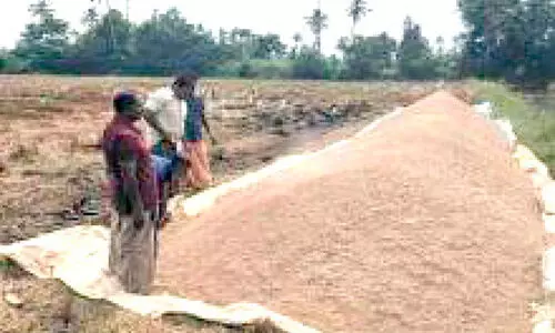 താരയിൽ തർക്കം നെല്ല്​ പാടത്തുതന്നെ