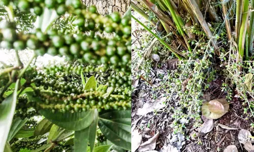 പു​തു​വ​ർ​ഷ​ത്തി​ൽ കുതിപ്പിനായി സുഗന്ധവ്യഞ്ജന വിപണി