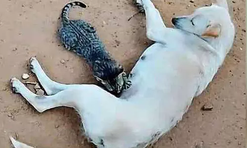 മാ​തൃ​സ്‌​നേ​ഹ​ത്തി​ന്റെ വേ​റി​ട്ട​ കാ​ഴ്ച​യു​മാ​യി പൂ​ച്ച​ക്കു​ഞ്ഞി​നെ മു​ല​യൂ​ട്ടു​ന്ന പ​ട്ടി