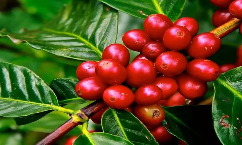 കാപ്പിക്കുരു വിളവെടുപ്പ് തുടങ്ങി, പക്ഷേ വിളവെടുക്കാൻ ആളെക്കിട്ടാനില്ല കാപ്പിക്കുരു വിളവെടുപ്പ് തുടങ്ങി, പക്ഷേ വിളവെടുക്കാൻ ആളെക്കിട്ടാനില്ല