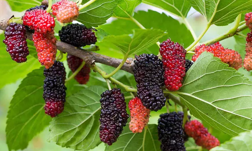 മൾബറിയുടെ ആരോഗ്യഗുണങ്ങൾ അറിയാം മൾബറിയുടെ ആരോഗ്യഗുണങ്ങൾ അറിയാം