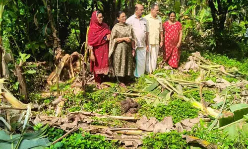ആനക്കാംപൊയിൽ ചെറുശ്ശേരിയിൽ   കാട്ടാനക്കൂട്ടം കൃഷി നശിപ്പിച്ചു