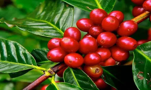 കാപ്പിക്കുരു വിളവെടുപ്പ് തുടങ്ങി, പക്ഷേ വിളവെടുക്കാൻ ആളെക്കിട്ടാനില്ല