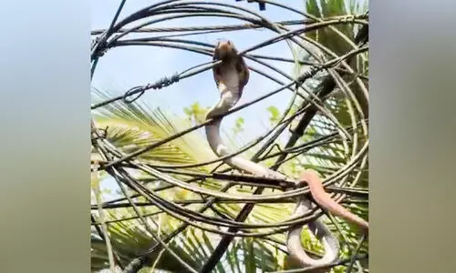 പരിഭ്രാന്തി പരത്തി വൈദ്യുതി പോസ്റ്റിൽ മൂർഖൻ പാമ്പ്; ഒടുവിൽ പിടികൂടി