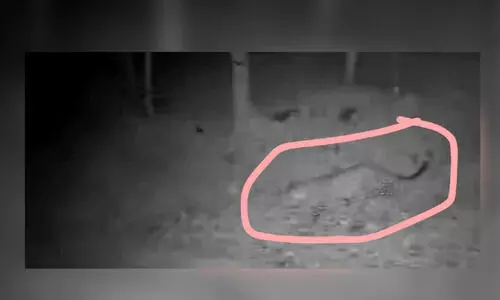 രാ​മ​ച്ചി​യി​ൽ പു​ലി, ദൃ​ശ്യ​ങ്ങ​ൾ കാ​മ​റ​യി​ൽ