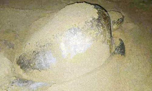 ചാ​വ​ക്കാ​ട് ഇ​നി ക​ട​ലാ​മ​ക്കാ​ലം