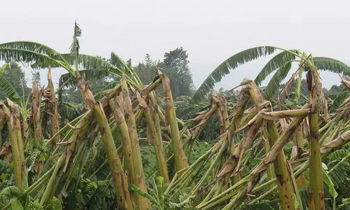 കഴിഞ്ഞവർഷം കൊല്ലം ജില്ലയിൽ 27.83 കോടിയുടെ കാർഷിക നഷ്ടം