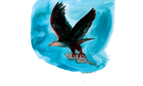 പോക്കുവെയിൽ