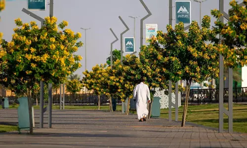 ഹാഇലിന് സ്വർണപ്രഭയേകി ‘അക്കേഷ്യ ഗ്ലോക്ക’; നഗരത്തിന് പുത്തൻ ശോഭ