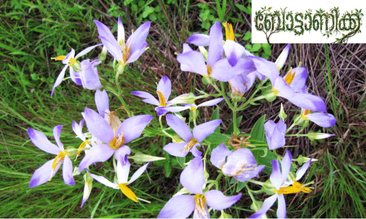 കേ​ര​ള​ത്തി​ലെ  സ​സ്യ​ജാ​ല​ങ്ങ​ൾ