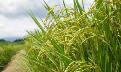 കൊയ്ത്ത് ആരംഭിച്ചു; സംഭരണം ചർച്ച ചെയ്യാൻ നാളെ തിരുവനന്തപുരത്ത് യോഗം