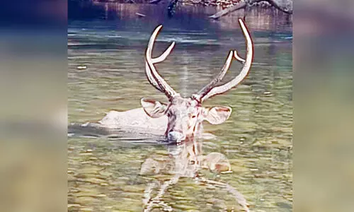 പുഴയിലെ മലമാനിന് രക്ഷകരായി വനപാലകർ