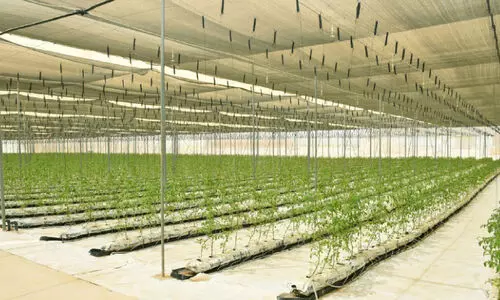 ഭ​ക്ഷ്യ​സു​ര​ക്ഷ​യി​ൽ ഖ​ത്ത​റി​ന്റെ മു​ന്നേ​റ്റം