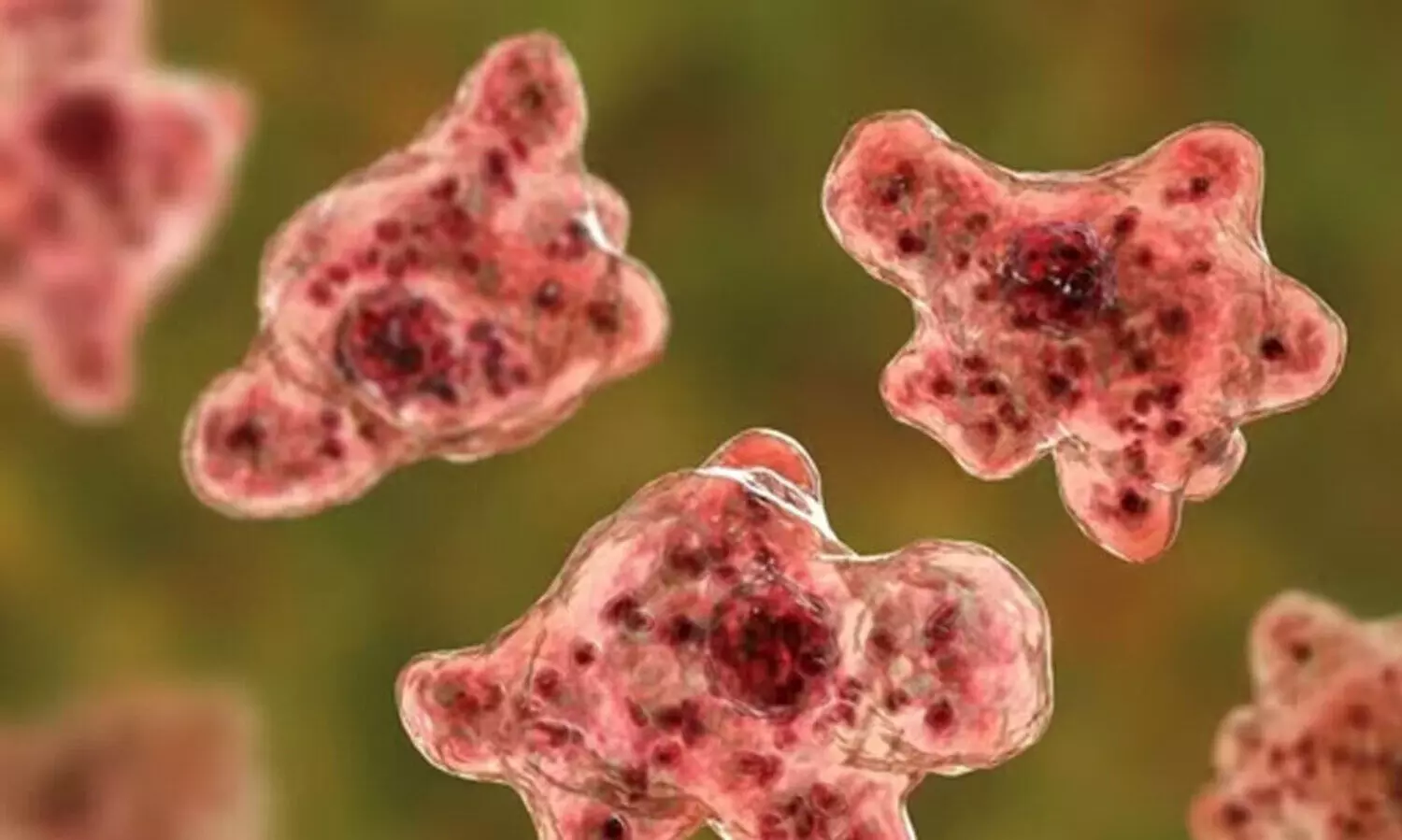 വീണ്ടും അമീബിക് മസ്തിഷ്ക ജ്വര മരണം; മരിച്ചത് കോഴിക്കോട് സ്വദേശി