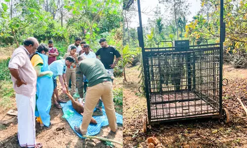 പൊഴുതന മേഖല പുലിഭീതിയിൽ; പശുക്കിടാവിനെ കൊന്നുതിന്നു