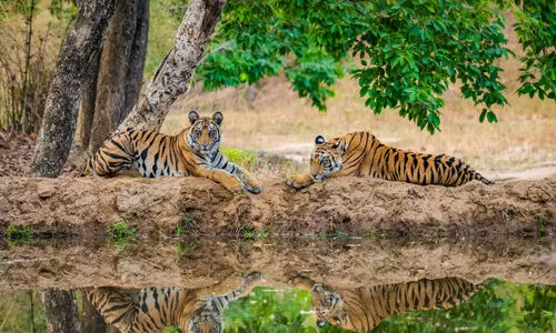 കടുവ സംരക്ഷണ കേന്ദ്രങ്ങളിൽ സഫാരി പുനഃസ്ഥാപിക്കുന്നു