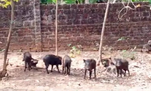 കാട്ടുപന്നി ശല്യത്തിൽ കണ്ണടച്ച് അധികൃതർ; തേറ്റമുനയിൽ വിറച്ച് ജനം