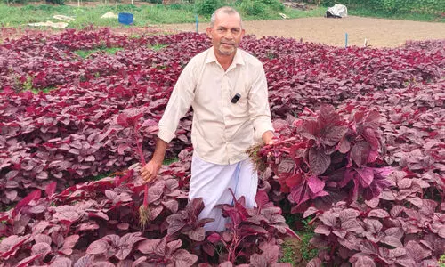 ചില്ലറയല്ല ചീരയിൽ വിളഞ്ഞത്