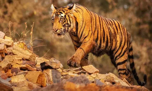 മം​ഗ​ലം​ ഡാം മേഖലയിൽ ക​ടു​വ ജ​നം ഭീ​തി​യി​ൽ