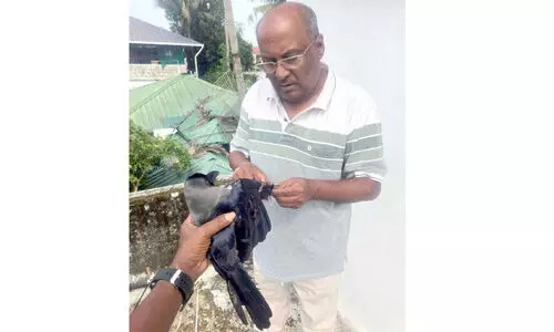 പറവകളു​ടെ രക്ഷകൻ മുകേഷ് ജെയ്​ൻ