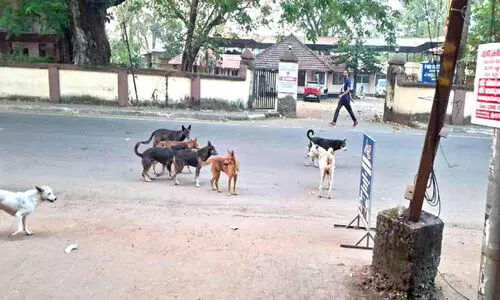 നാട്​ വാണ്​ തെരുവുനായ്ക്കൾ