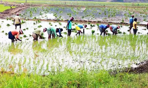 കൃഷിക്കും അന്തർസംസ്ഥാന തൊഴിലാളികൾ മുന്നിൽ