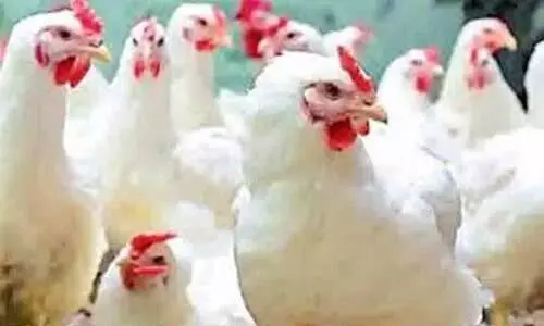 Chicken prices are soaring in kerala