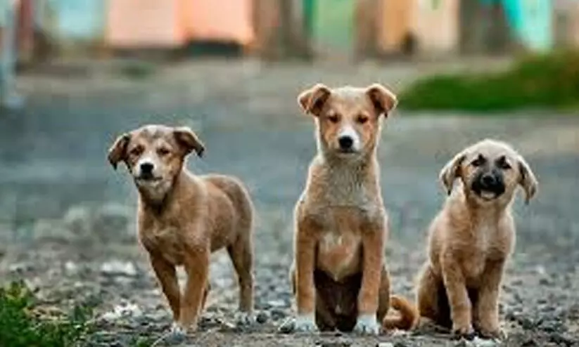 തെരുവ് നായകളെ കണ്ടാൽ പേടിക്കല്ലേ... സുരക്ഷാനിർദേശങ്ങളുമായി ആഭ്യന്തര മന്ത്രാലയം തെരുവ് നായകളെ കണ്ടാൽ പേടിക്കല്ലേ... സുരക്ഷാനിർദേശങ്ങളുമായി ആഭ്യന്തര മന്ത്രാലയം